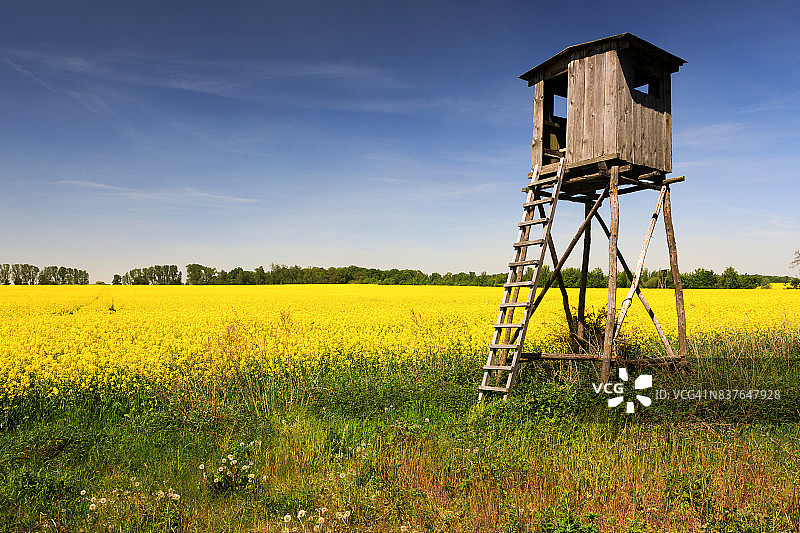 带有木塔的油菜花田，供猎人观察和射击鹿和野猪图片素材