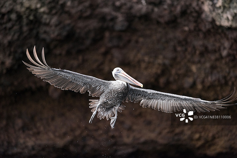 鹈鹕展翅飞翔，加拉帕戈斯群岛，厄瓜多尔图片素材