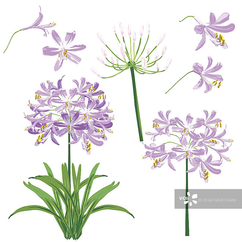 春天盛开的紫色百子莲图片素材