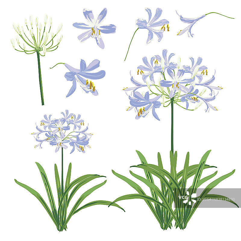 百子莲图片素材