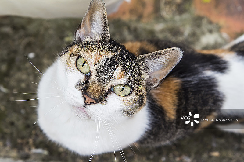 猫咪在屋顶上图片素材