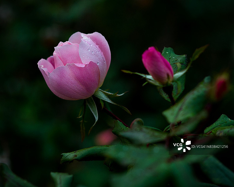 曼哈顿的野生粉红玫瑰图片素材