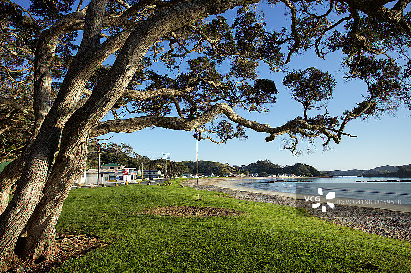 新西兰北岛奥库拉海滩的圣诞树图片素材