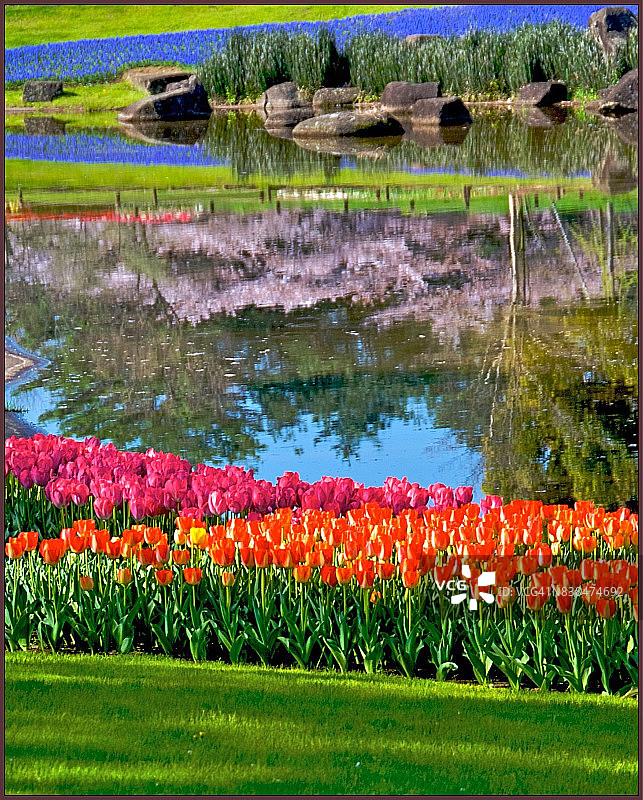 红色郁金香图片素材