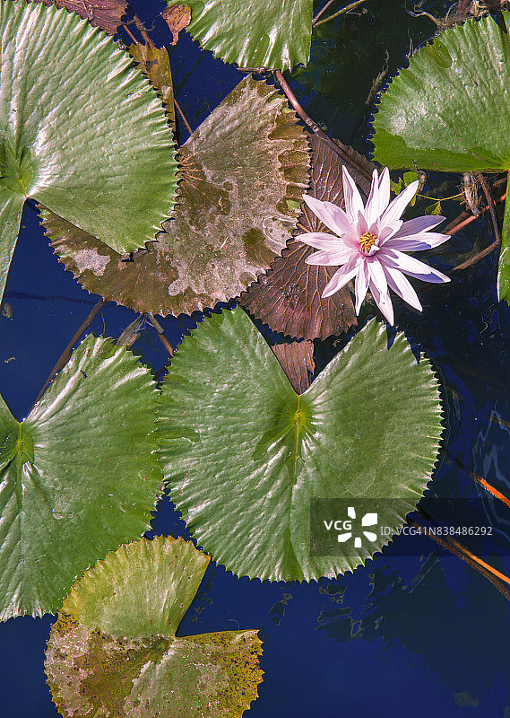 海维兹湖的睡莲图片素材