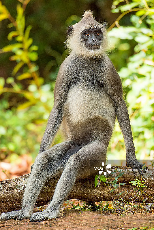 斯里兰卡锡吉里亚古城废墟上的灰叶猴图片素材