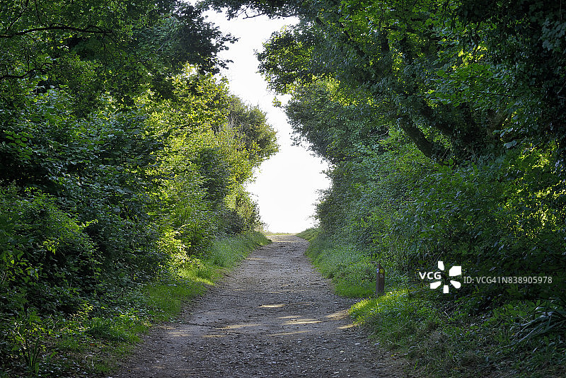 通往绿色森林的砂砾路徒步小径图片素材