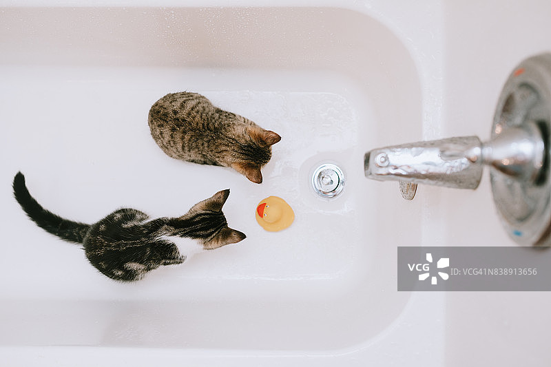 在浴缸里的好奇的猫图片素材
