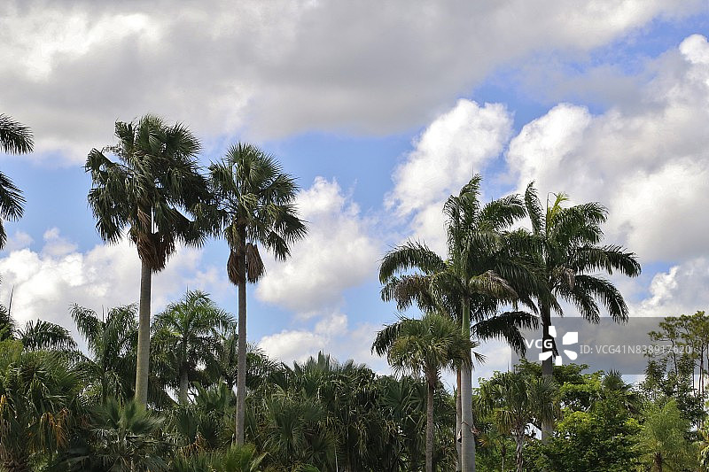 热带森林中的棕榈树图片素材