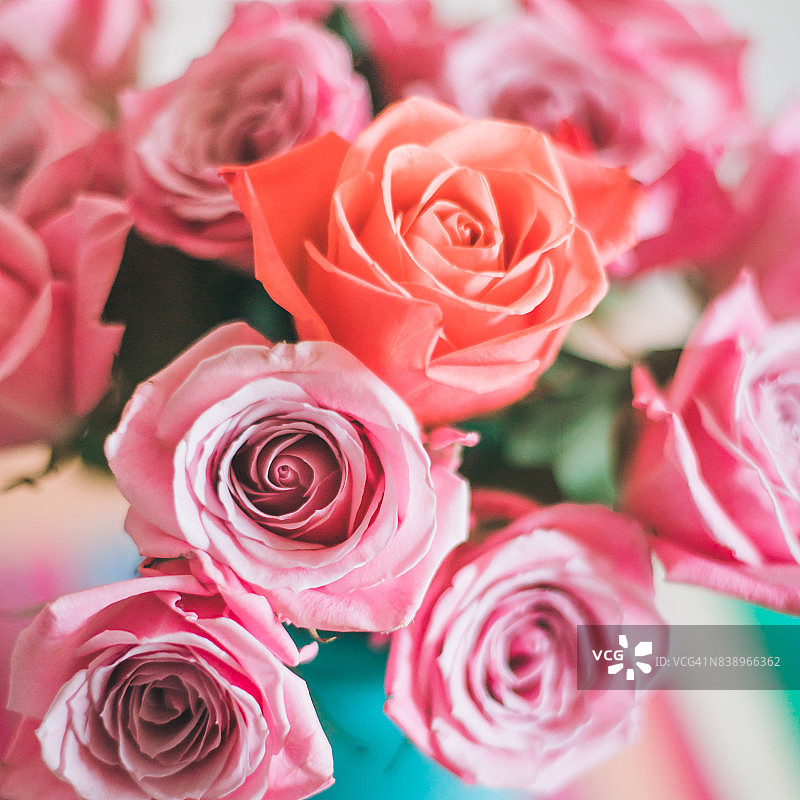 粉色的玫瑰图片素材