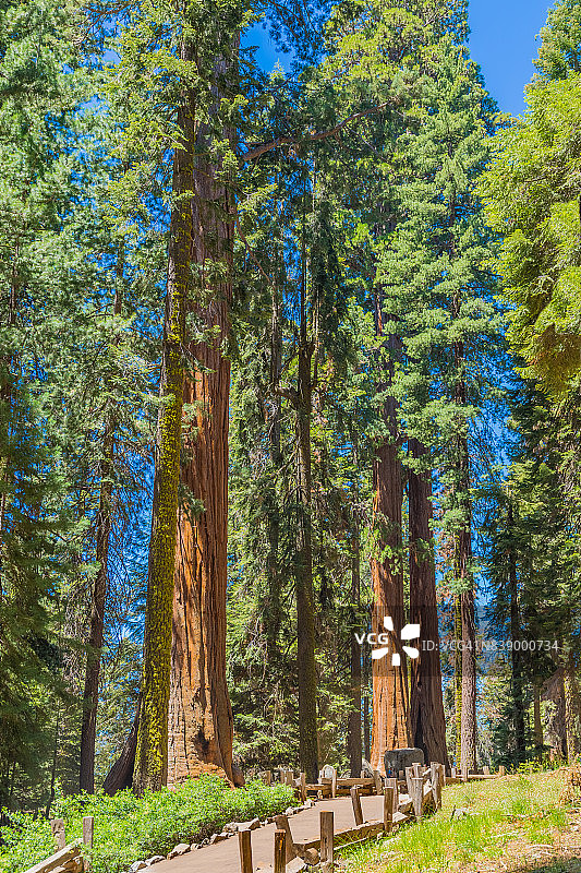 美国加利福尼亚州红杉国家公园的巨杉树图片素材