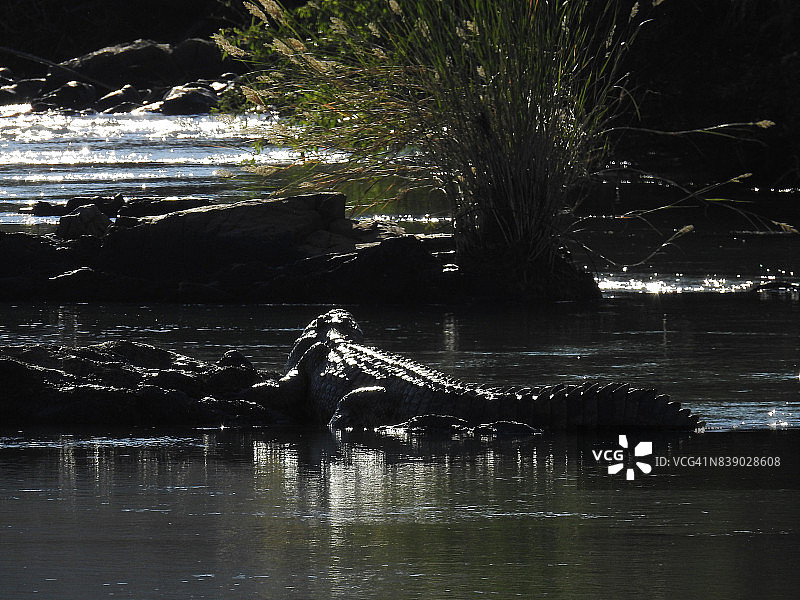 在库内内河中沐浴的鳄鱼图片素材