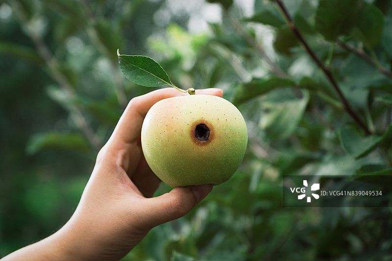 坏苹果图片素材