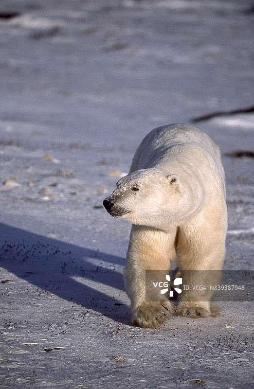 北极熊站立在冰冻地面上的特写图片素材