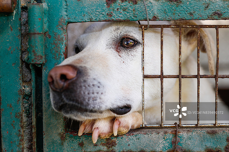在墨西哥城一家狗舍的围栏后面，一只混种犬看起来很悲伤图片素材
