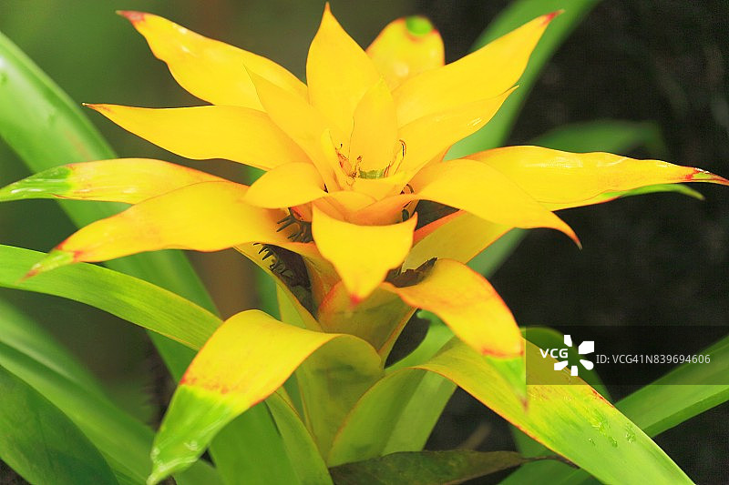 美丽的热带雨林凤梨花景观图片素材