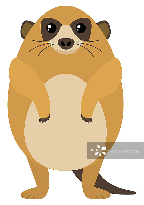 白色背景上的猫鼬图片素材