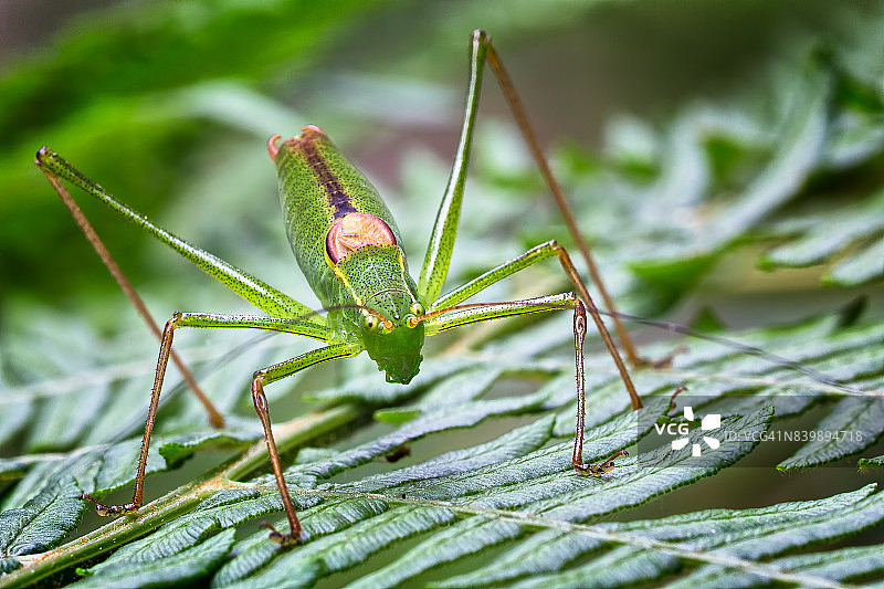 斑点灌木蟋蟀图片素材