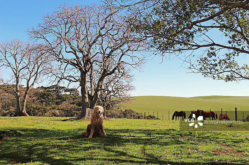 克里奥尔马和玛瑞玛牧羊犬，巴西图片素材