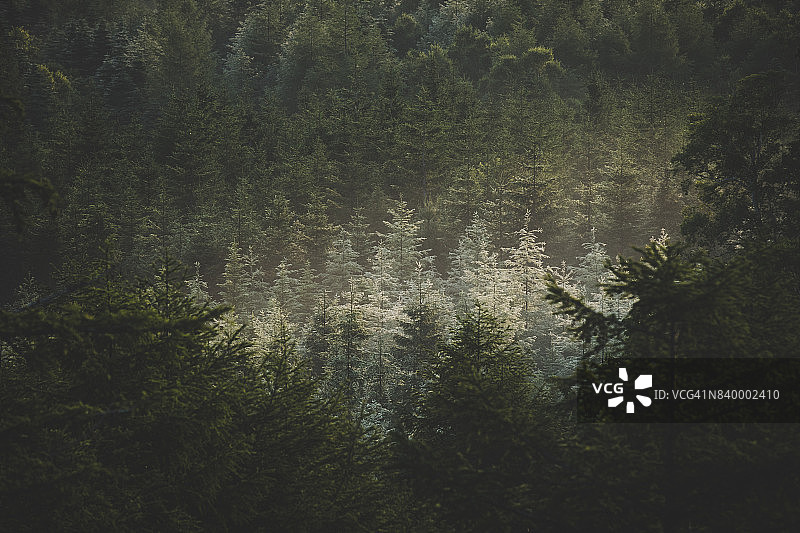 森林中突出的白色树木图片素材