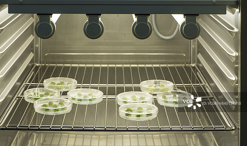 分子生物学实验室DNA转基因细胞培养图片素材