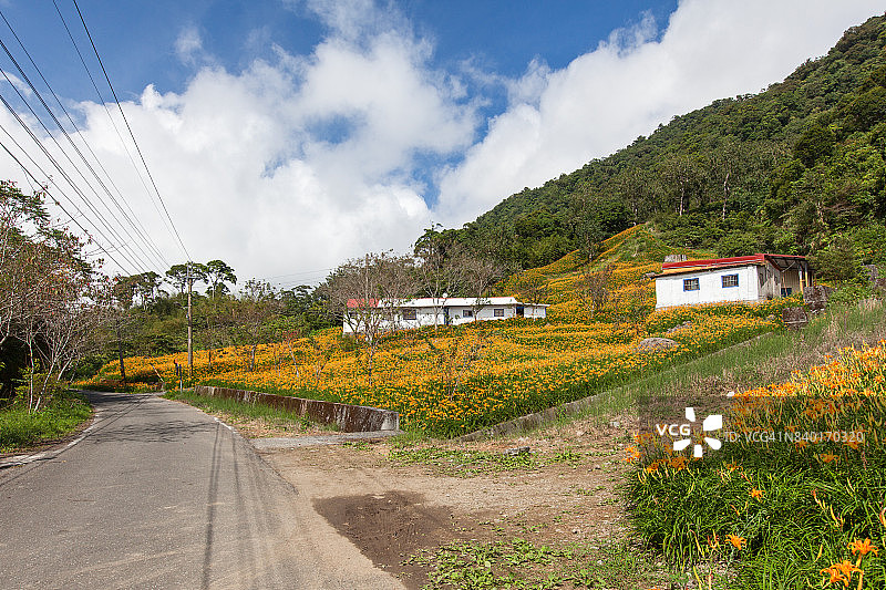 花莲赤科山和六十石山：风景如画的金针花田图片素材