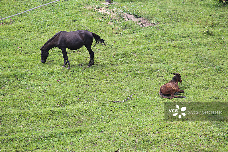 古尔马格：喜马拉雅山脉的风景名胜图片素材