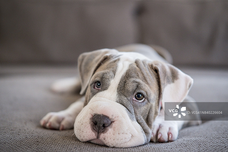 沙皮斗牛犬幼犬躺在沙发上图片素材