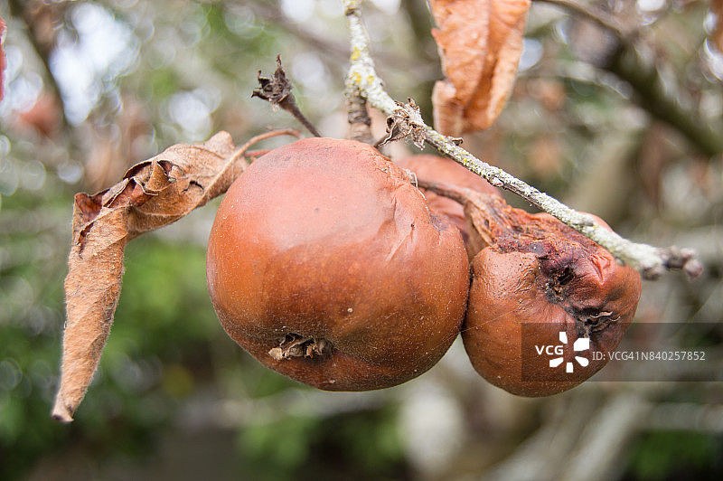 树枝上的烂苹果图片素材