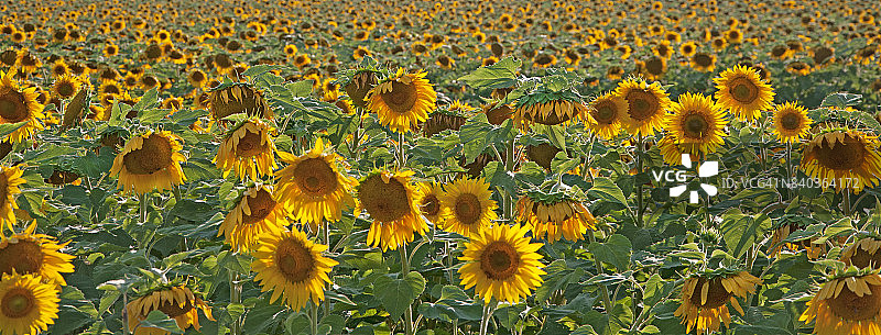 向日葵田全景图片素材