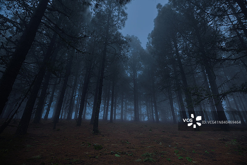 夜间森林图片素材