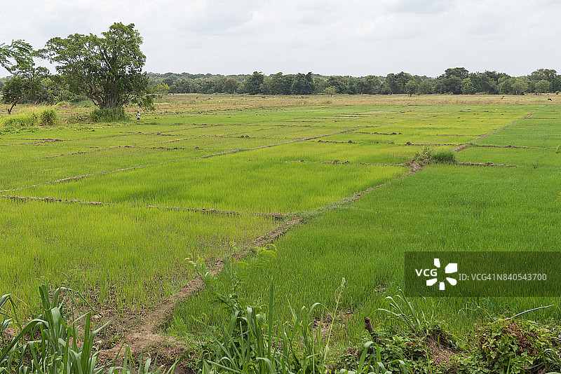 南亚斯里兰卡的稻作图片素材