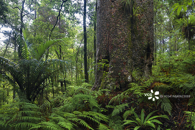 新西兰北部地区的巨型贝壳杉树图片素材