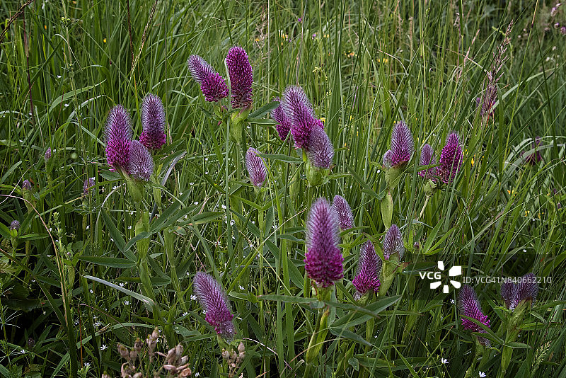 红三叶草图片素材