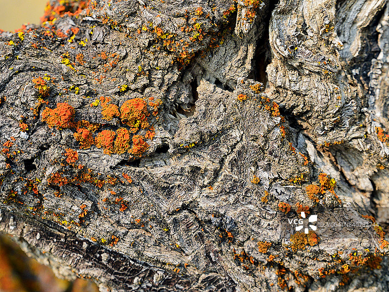 汉福特核设施树上的真菌图片素材