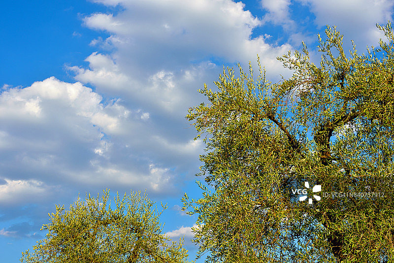 意大利托斯卡纳Serravalle Pistoiese的橄榄树图片素材