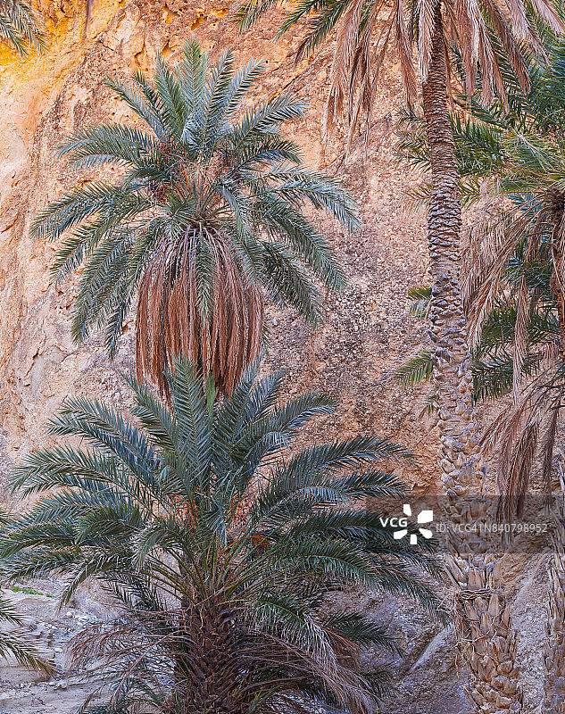 非洲突尼斯南部沙漠的棕榈树图片素材