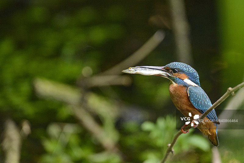 雌性翠鸟嘴里叼着一条小鱼图片素材