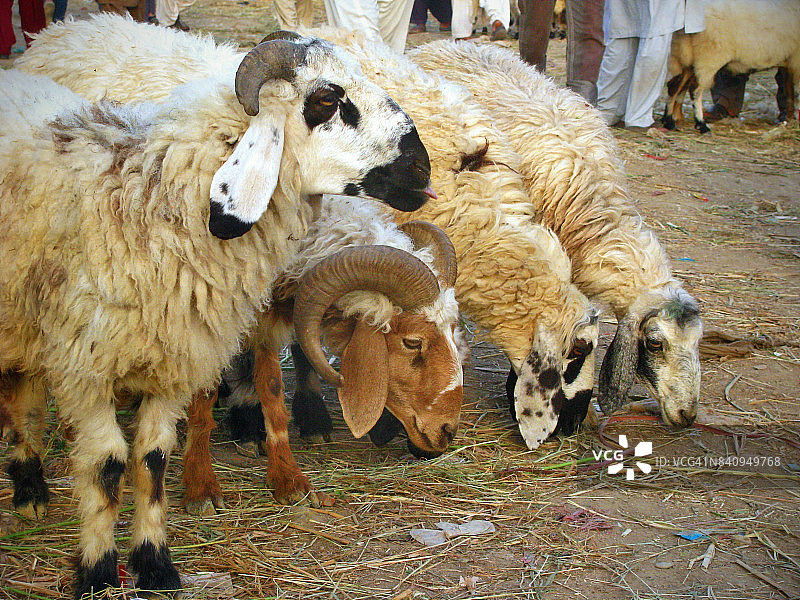 宰牲节图片素材