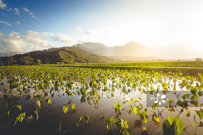 夏威夷群岛芋头田农业图片素材
