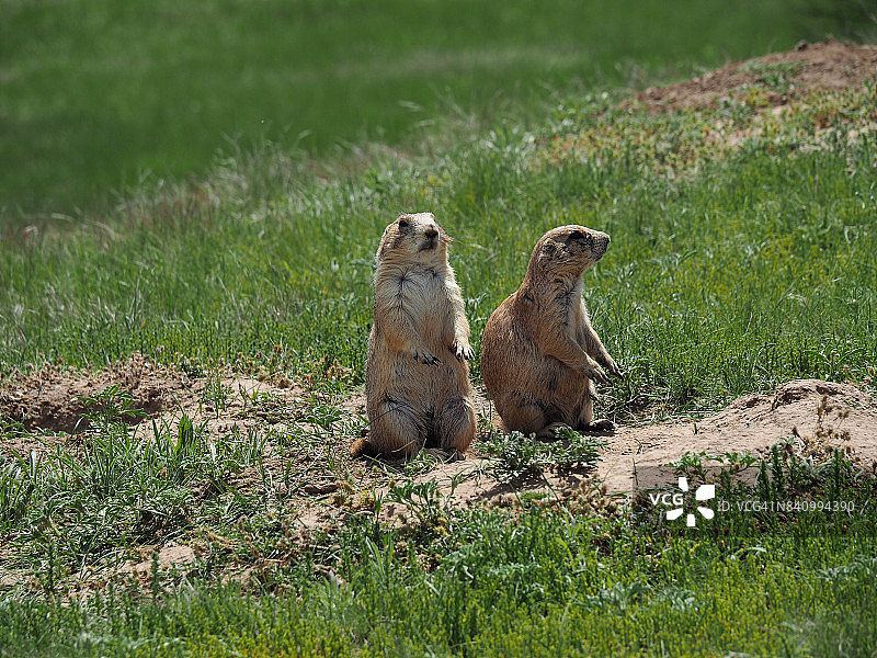 洞穴附近的两只警惕的土拨鼠图片素材
