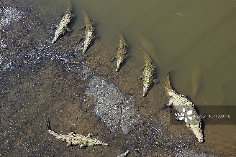 一群美洲鳄鱼，哥斯达黎加图片素材