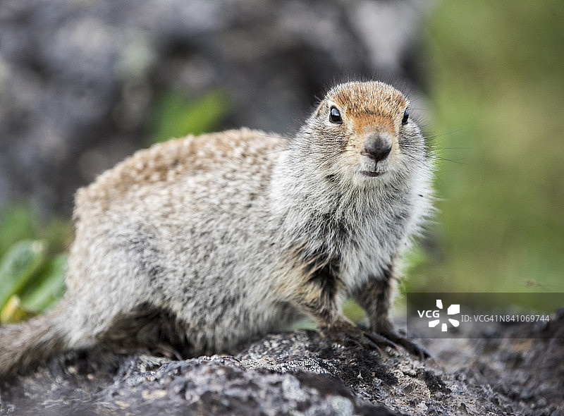 托尔巴奇克火山周围拍摄的北极地松鼠图片素材