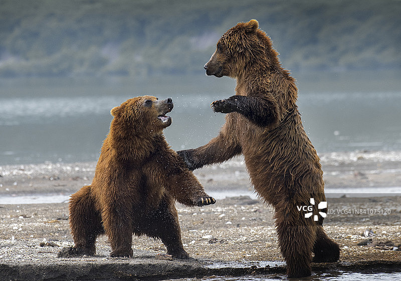 堪察加棕熊在库页湖嬉戏图片素材