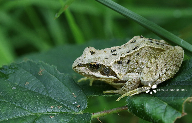 栖息在树叶上的欧洲 Common Frog图片素材