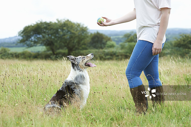 在草地上用球训练狗的女人图片素材