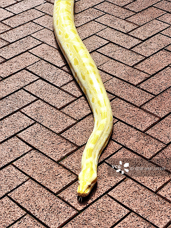 缅甸白化蟒蛇图片素材