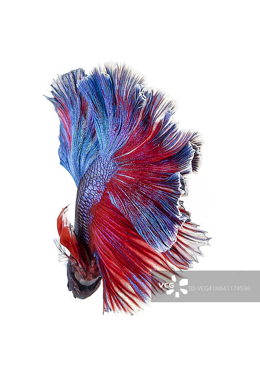 斗鱼，白色背景下的斗鱼图片素材