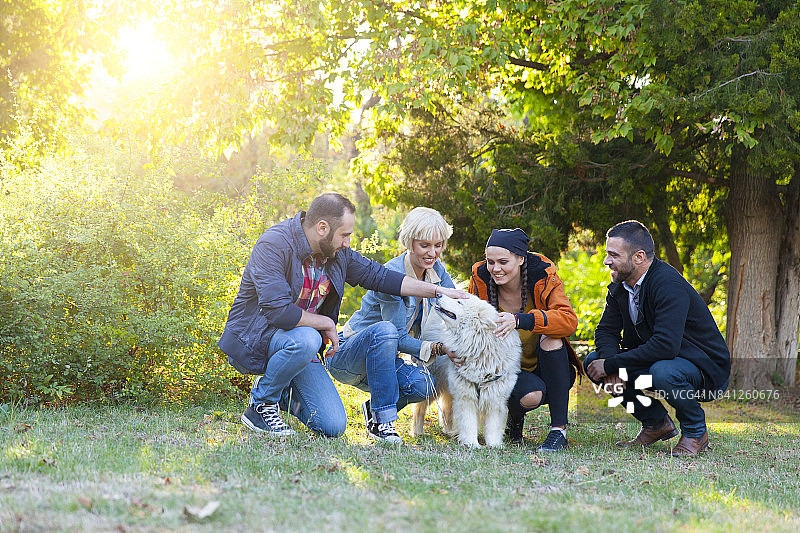 朋友们抚摸萨摩耶犬图片素材