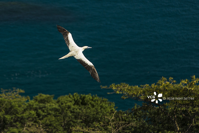 红脚鲣鸟图片素材